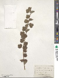 Spiraea trilobata image