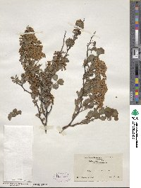 Spiraea trilobata image