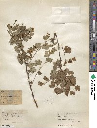 Spiraea trilobata image