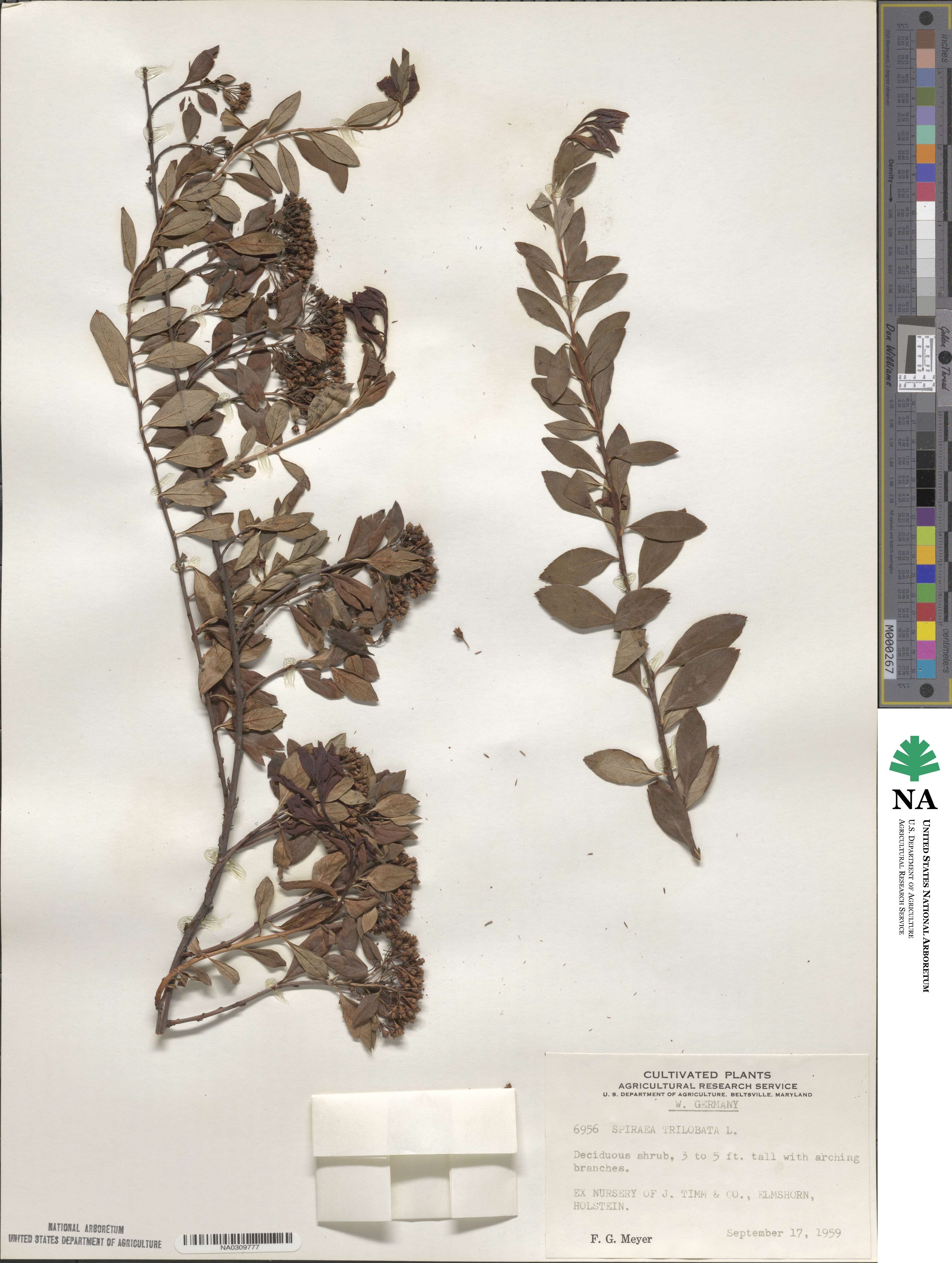 Spiraea trilobata image