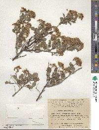 Spiraea trilobata image