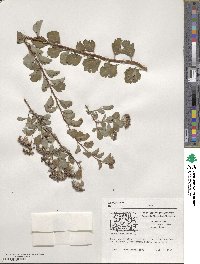 Spiraea trilobata image