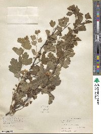 Spiraea trilobata image