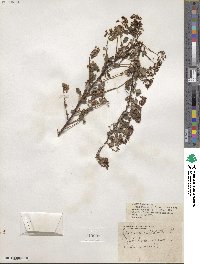 Spiraea trilobata image