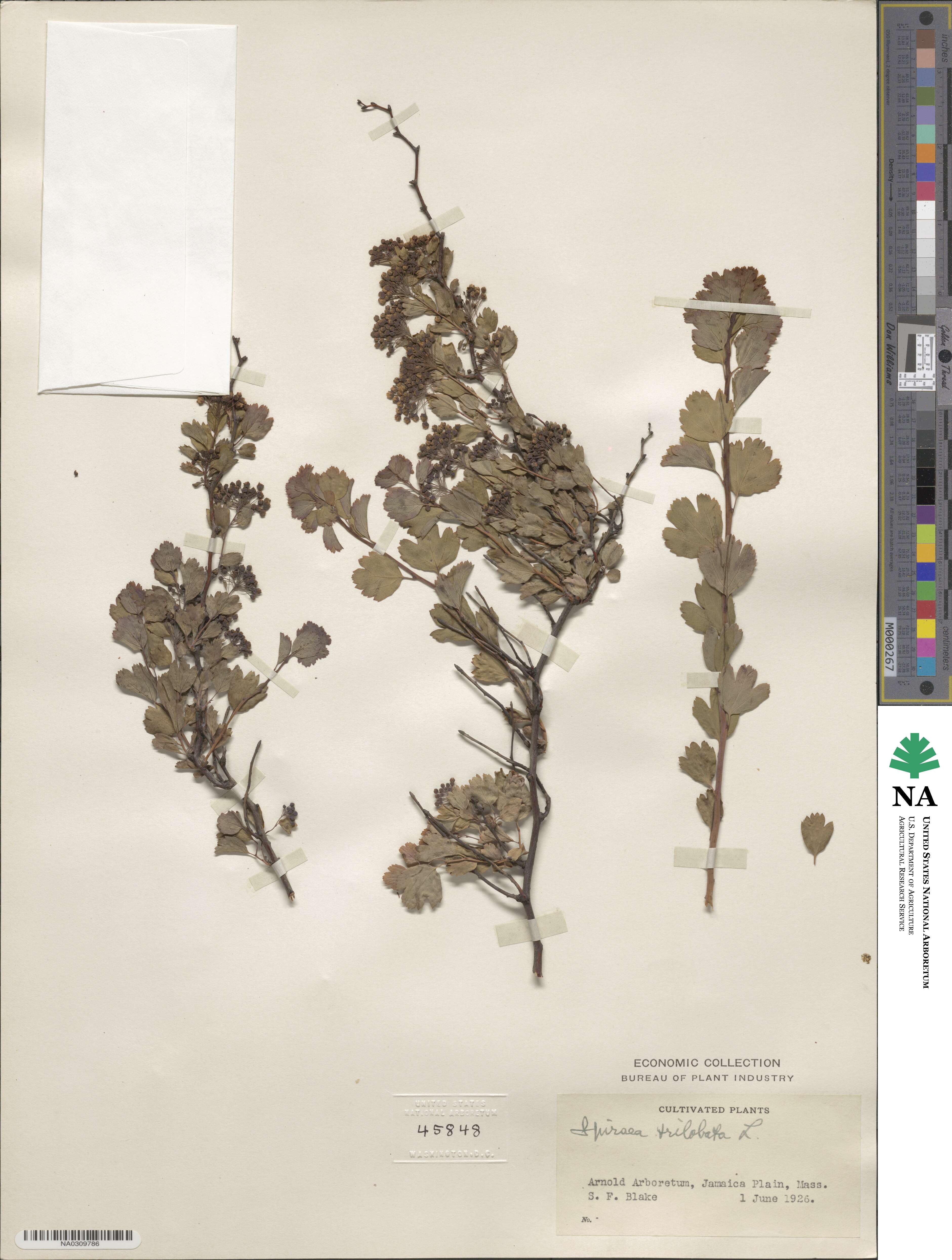 Spiraea trilobata image