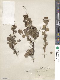 Spiraea trilobata image