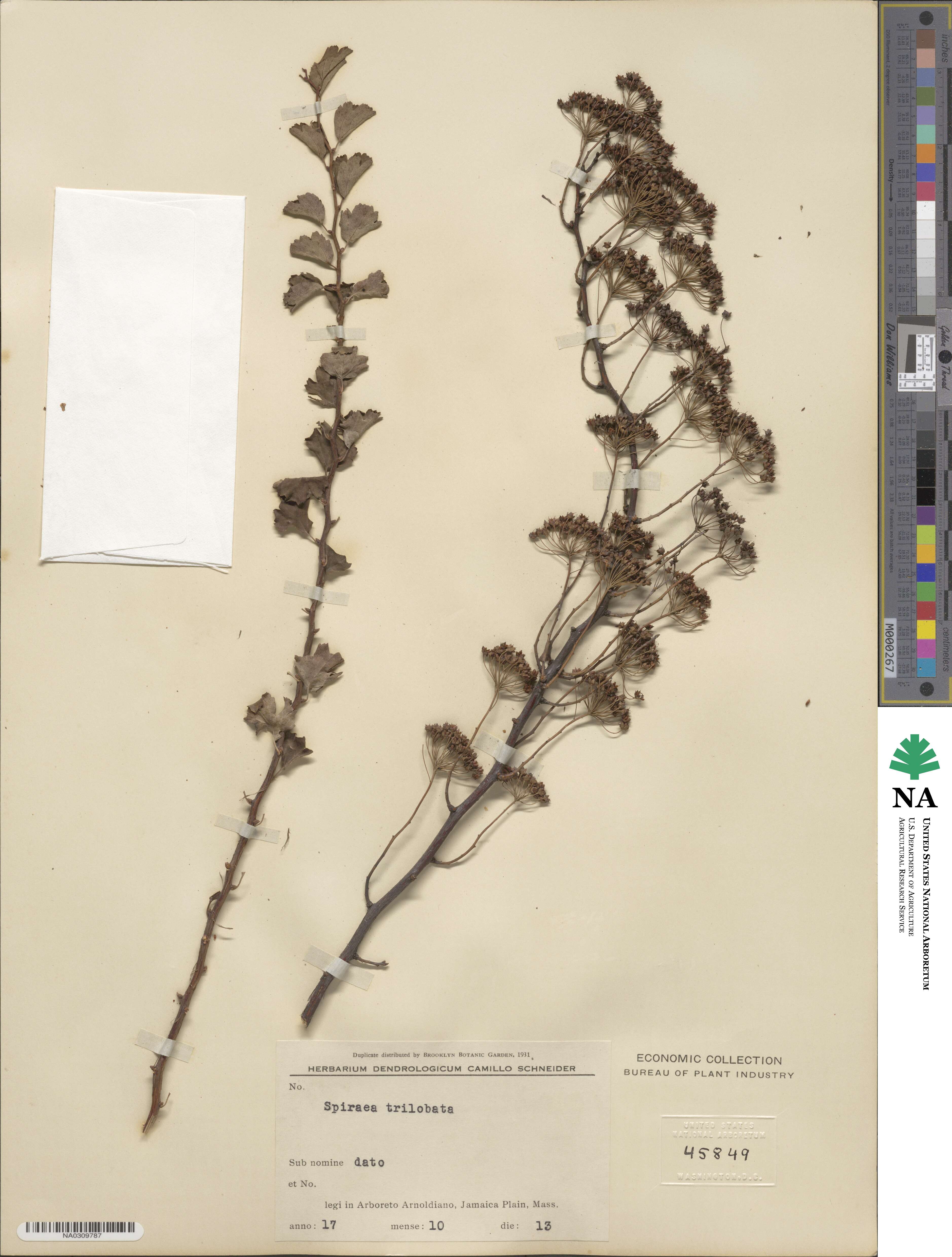 Spiraea trilobata image