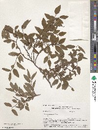 Spiraea chamaedryfolia var. pilosa image