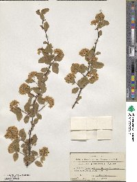 Spiraea chamaedryfolia image