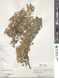 Spiraea × vanhouttei image