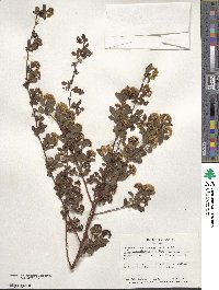 Spiraea × vanhouttei image