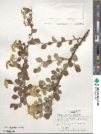 Spiraea × vanhouttei image