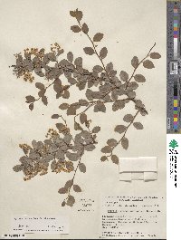 Spiraea × vanhouttei image