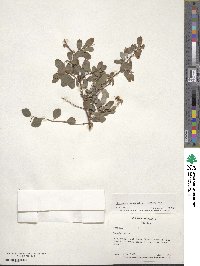 Spiraea × vanhouttei image