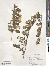 Spiraea × vanhouttei image