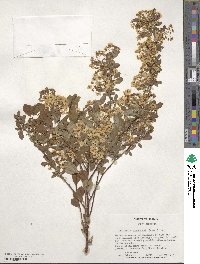 Spiraea × vanhouttei image