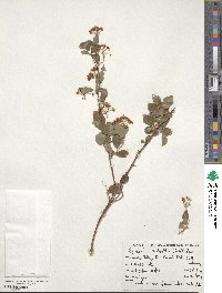 Spiraea × vanhouttei image