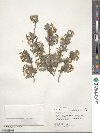 Spiraea × vanhouttei image