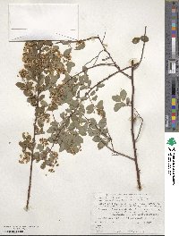 Spiraea × vanhouttei image