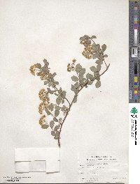 Spiraea × vanhouttei image