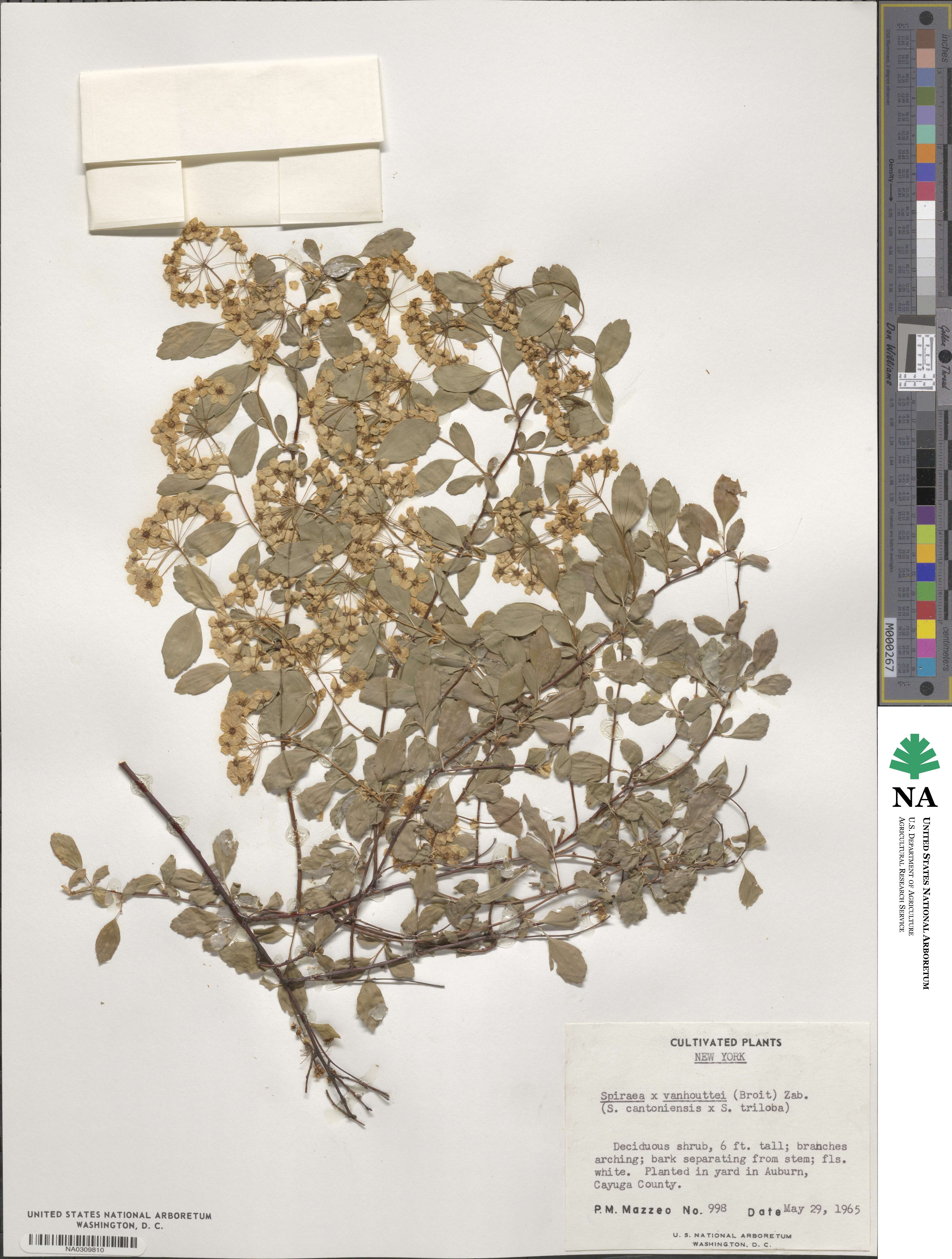 Spiraea × vanhouttei image