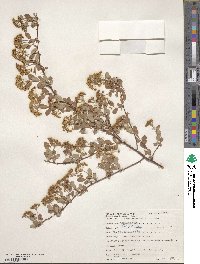 Spiraea × vanhouttei image