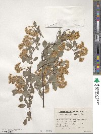 Spiraea × vanhouttei image