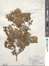 Spiraea × vanhouttei image