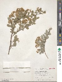 Spiraea × vanhouttei image