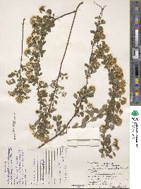 Spiraea × vanhouttei image