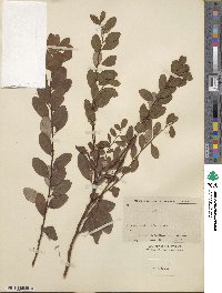 Spiraea veitchii image