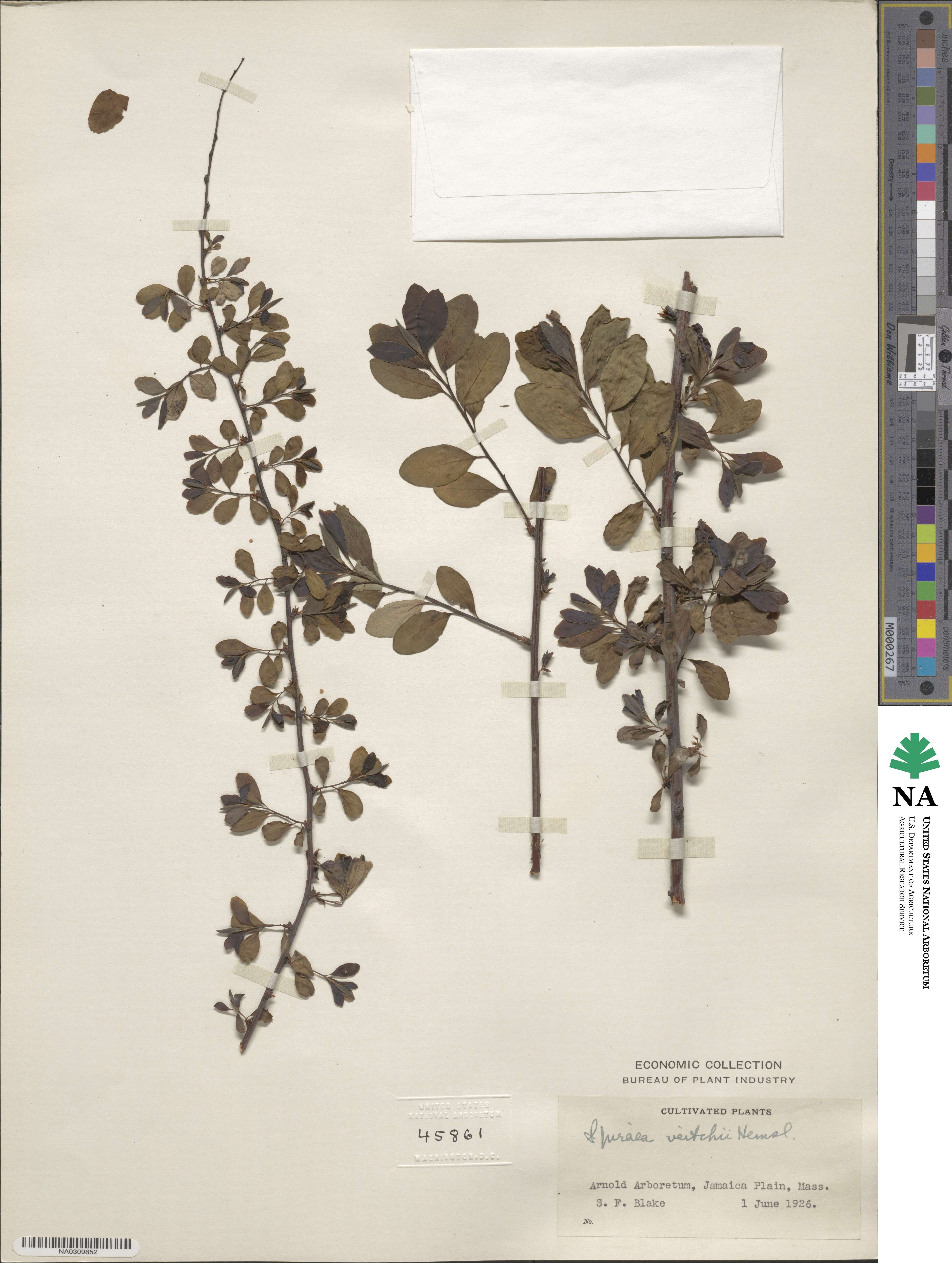 Spiraea veitchii image