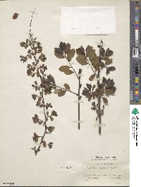 Spiraea veitchii image