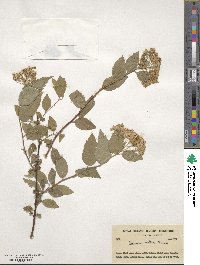 Spiraea velutina image