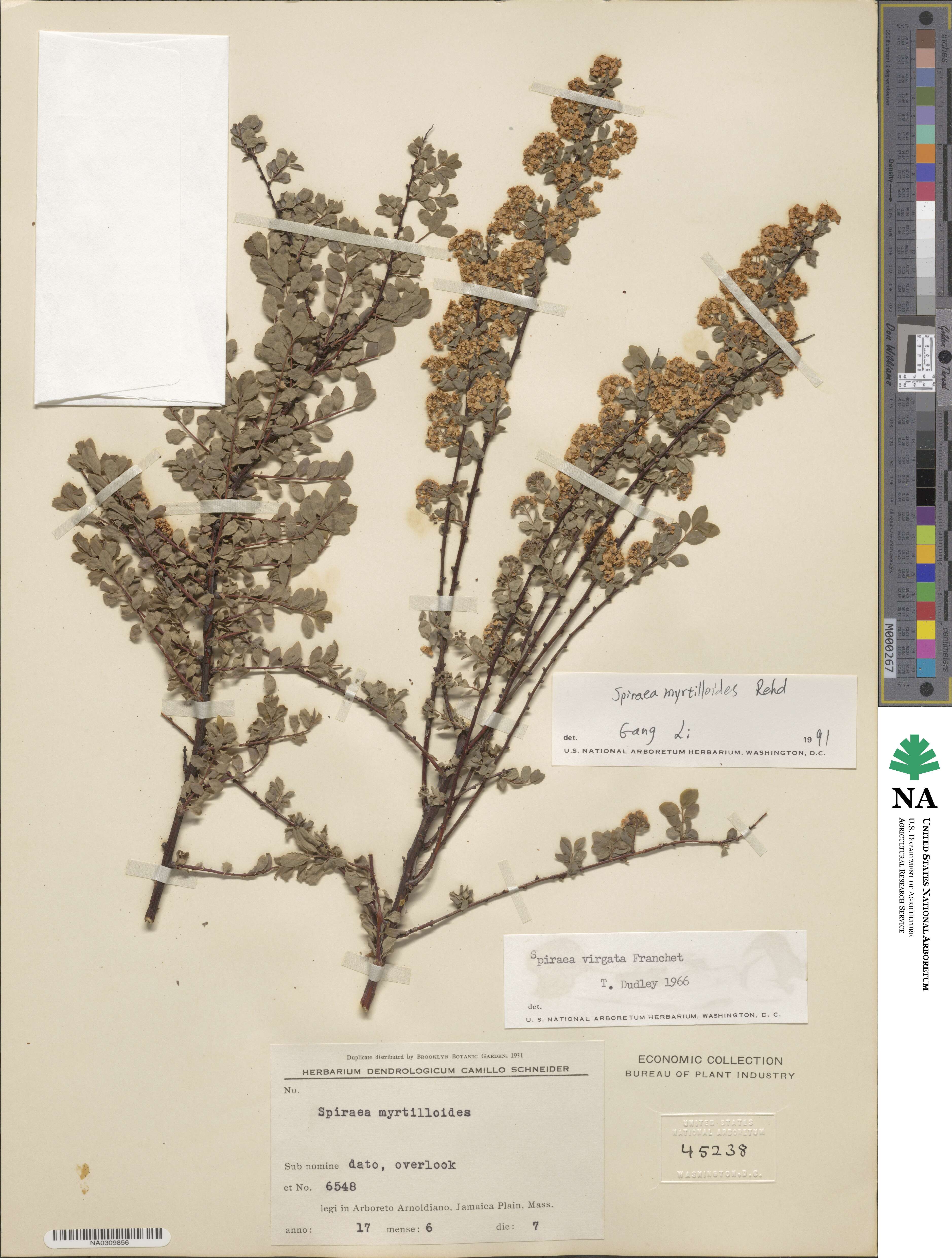 Spiraea virgata image