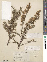 Spiraea virgata image