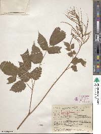 Aruncus dioicus image