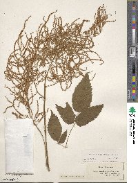 Aruncus dioicus image