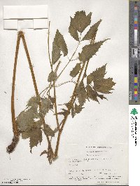 Aruncus dioicus image