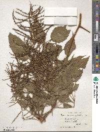 Aruncus dioicus image