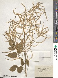 Aruncus dioicus image