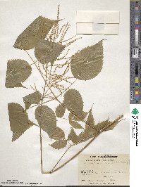 Aruncus dioicus image