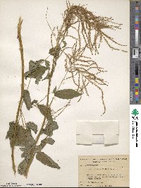 Aruncus dioicus image