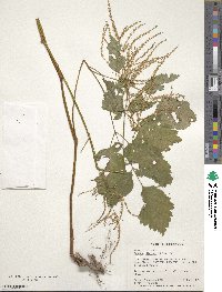 Aruncus dioicus image