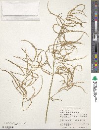 Aruncus dioicus image