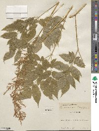 Aruncus dioicus image