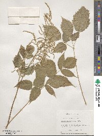 Aruncus dioicus image