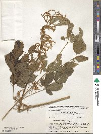 Aruncus dioicus image