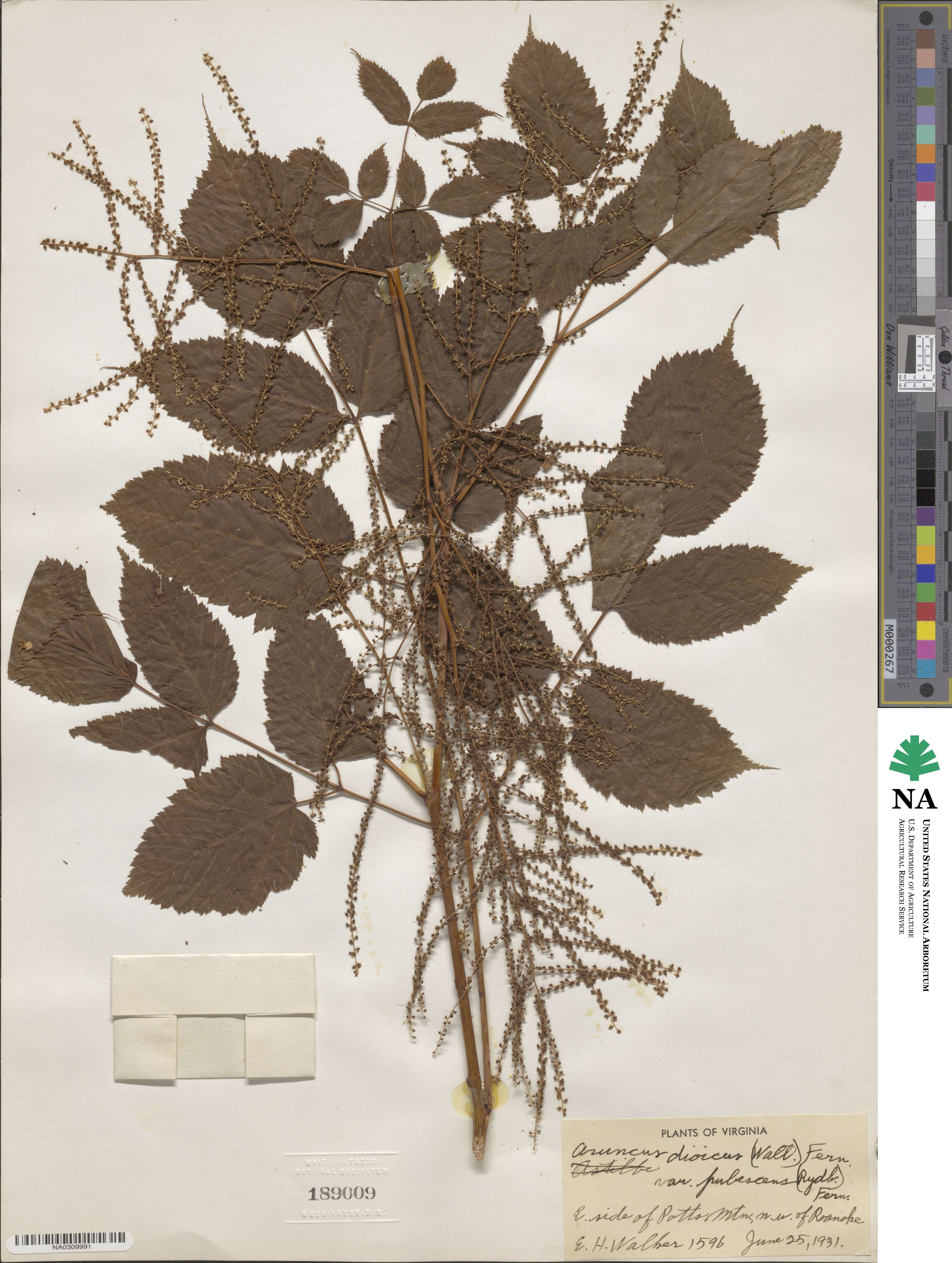 Aruncus dioicus var. pubescens image