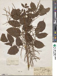 Aruncus dioicus var. pubescens image